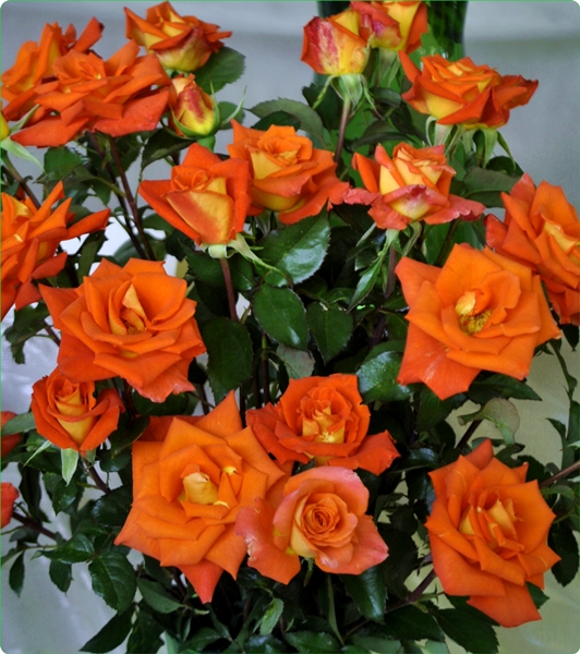 Róża wielkokwiatowa odm. Monika – RosPak